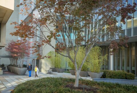 maple tree in a hospital courtyard