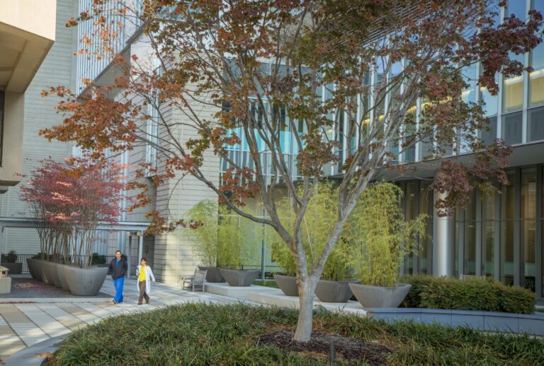 maple tree in a hospital courtyard