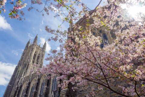 pink blossoms on a tree in front of a gothic building