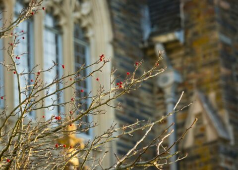 a tree with small red blossoms in front of gothic architectured window that is slightly blured