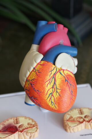 heart model