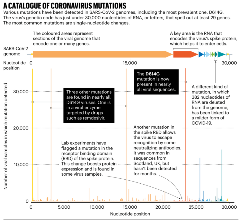 visual representation of mutations within the genome of SARS-CoV-2 demonstrates the current ubiquitous nature of D614G, as well as other less common mutations that may have implications in virus binding to cells, virus replication, escape from neutralizing antibodies, and severity of COVID-19