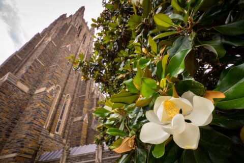 tree blossom with gothic chapel in the background
